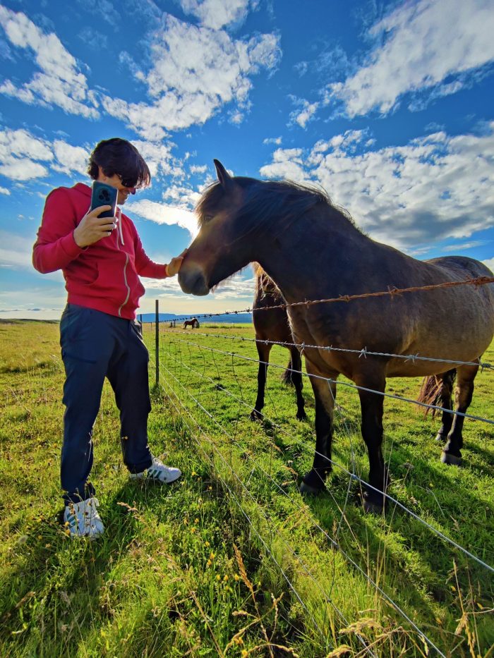 Cavallo islandese in primo piano, con la persona accanto al recinto