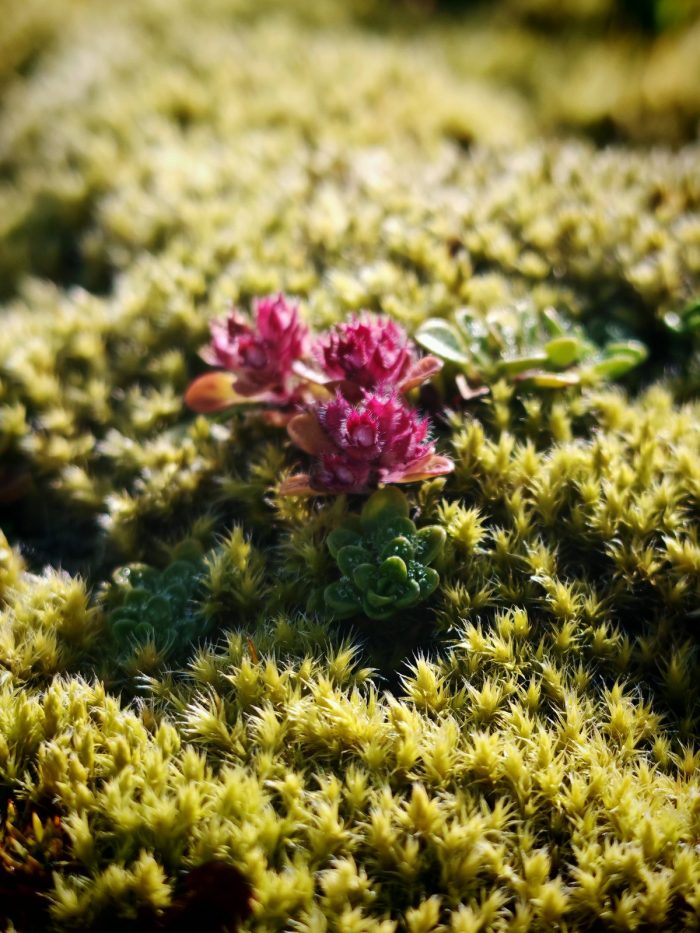 Macro floreale su muschio e vegetazione minuta