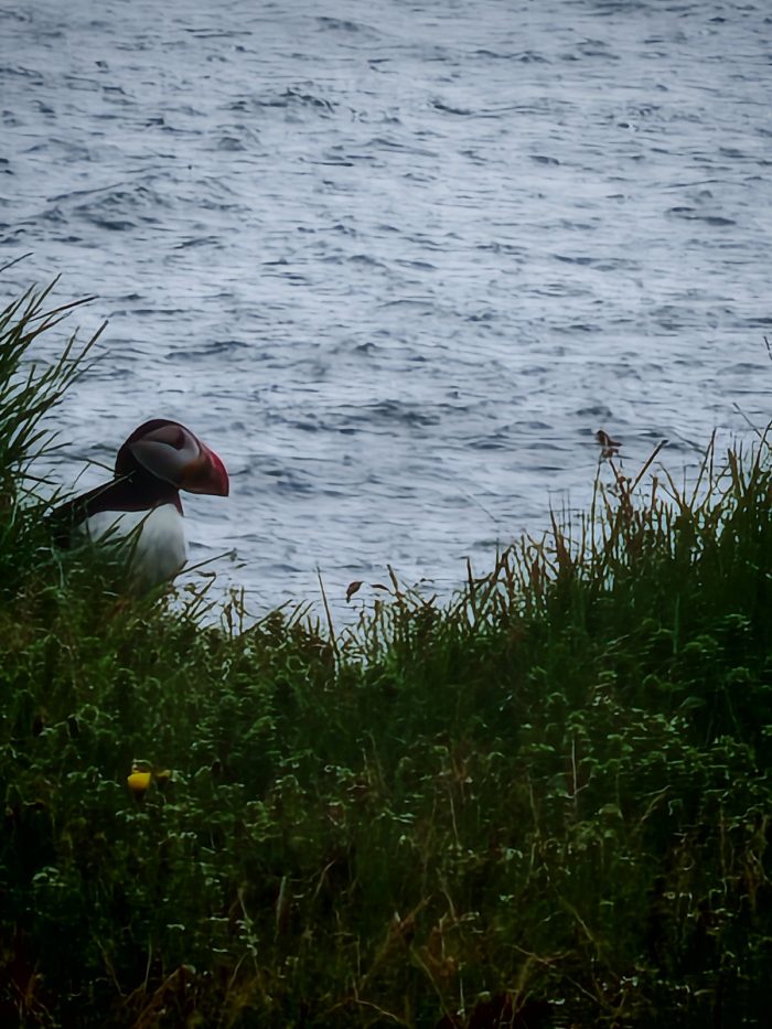 Pulcinella di mare vicino al mare, ripreso quasi a distanza ravvicinata