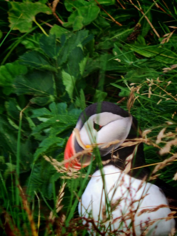 Primo piano molto vicino del puffin